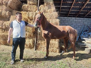 дарому собаку: Продаю | Кобыла (самка) — 3