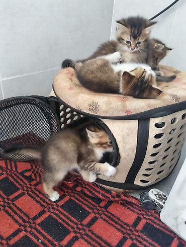 британские кошки: Котята, помет из нескольких малышей. - Окрас: тигровые (табби) и — 8