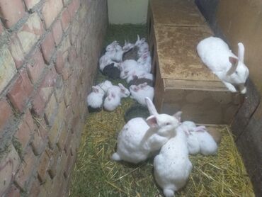 Декоративные кролики: Продаю крольчат возраст два месяца