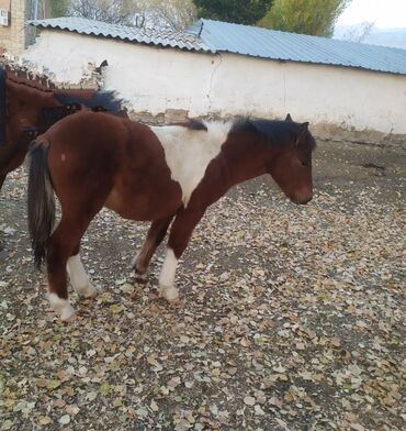 Лошади, кони: Продаю | Жеребенок | Полукровка | Рабочий — 1