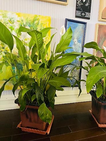 Spathiphyllum (Sülh zanbağı) – iri, sıx yarpaqlı otaq bitkisi - Növ lalafo.az -da Spathiphyllum (Sülh zanbağı) – iri, sıx yarpaqlı otaq bitkisi - Növ