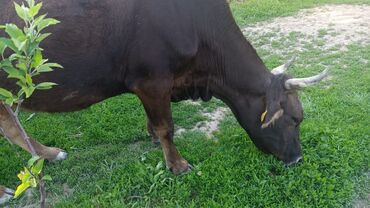 лебединовка быки: Продаю | Корова (самка) | Алатауская | Для разведения, Для молока | Стельные