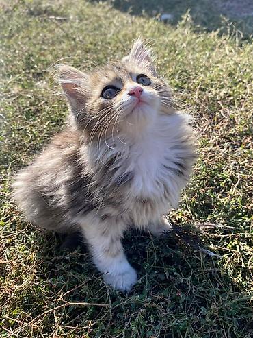 белые котята: Сиамская, 3 месяца, Мальчик — 6