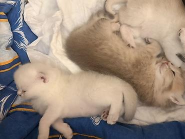 Кошки: Şinşila Balaca pişik balaları – ağ krem rəng çalarlarında Təsvir: - — 6