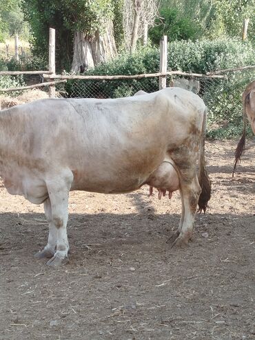 корова теленок: Продаю | Корова (самка) | Полукровка, Голштин, Алатауская | Для разведения, Для молока | Искусственник