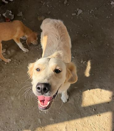 it alqı satqısı: Retriever, 9 ay, Dişi, Peyvəndli — 1