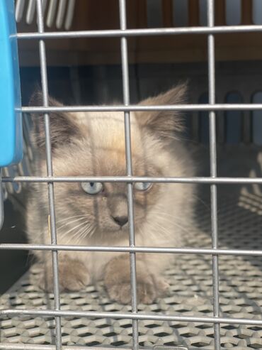 продажа домашних животных: Кошка даром: Сиамская, 3 месяца, Мальчик, Метис