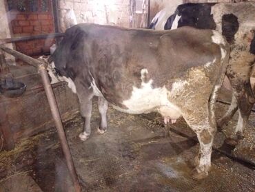 Inəklər, öküzlər: Salam gördüyünüz ineyler satılır boğaz balı super heyvanlardi — 16