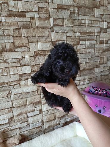 pudel ucuz: Pudel, 2 ay — 8