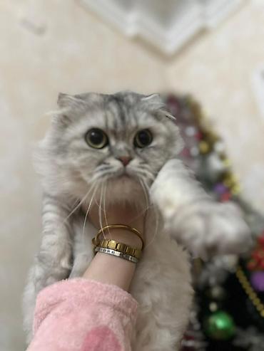 Pişiklər: Şotland — 3