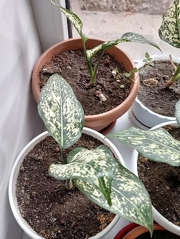 Каланхоэ: Джалал абад — 9