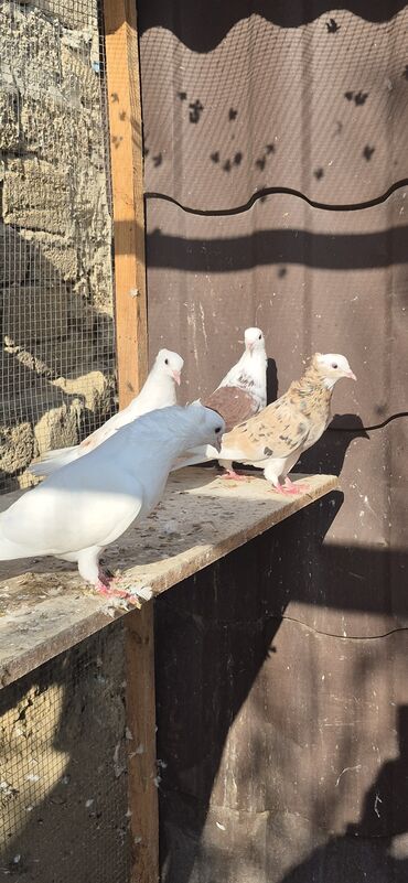 Göyərçinlər: Əvvəla salam. Təmiz qan iran miz kəkilləri satılır. 4düdə masallı — 6