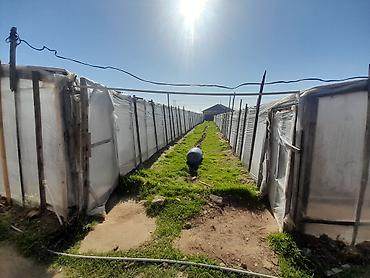 Torpaq sahələrinin satışı: Kənd təsərrüfatı — 11