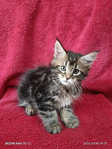жаныбарлар ат: Мейн-Куны 🥰🥰🥰. Продаются котята Рысята ♥️ Чистокровные, Шикарные — 1