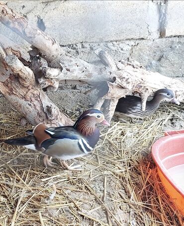 ineklerin qiymeti: 1 ədəd Erkəy qaldığı üçün Barter edirəm qiyməti dəyərində olan