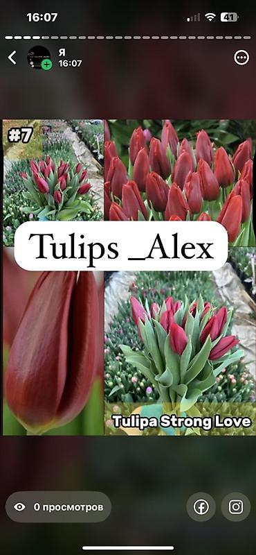 Цветы и букеты: Тюльпаны Tulips Alex💐🌷🌷 - Срезанные тюльпаны в упаковках по пучкам, в — 17
