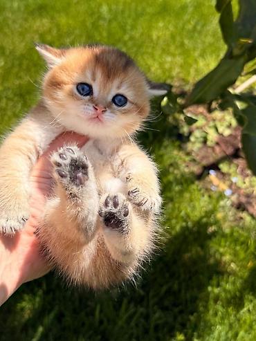 Кошки: Şinşila cinsli pişik qızılı rəngdə tərbiyəlidir quma gedir cox — 2