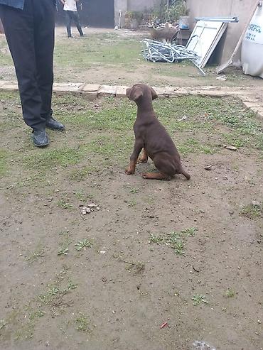 i̇t doberman: Doberman, 2 ay, Dişi, Peyvəndli, Ünvandan götürmə — 2