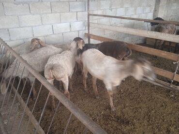 гиссарские бараны: Продаю | Овца (самка), Ягненок | Гиссарская, Арашан | Для разведения | Ярка