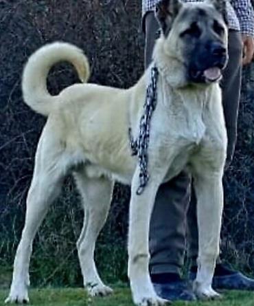 İtlər: Kanqal — 3