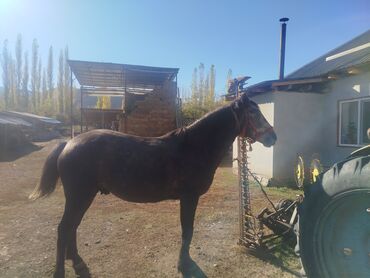 щенки охотничьих собак: Продаю | Конь (самец) | Полукровка | Рабочий