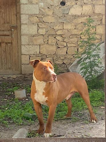 Pitbul, 3 il, Erkək lalafo.az -da Pitbul, 3 il, Erkək