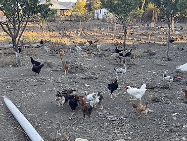 kənd toyuqlarının satışı: Beçələr satılır. Qiyməti 13 manat Ünvan: Şəki Göybulaq kəndi - — 3