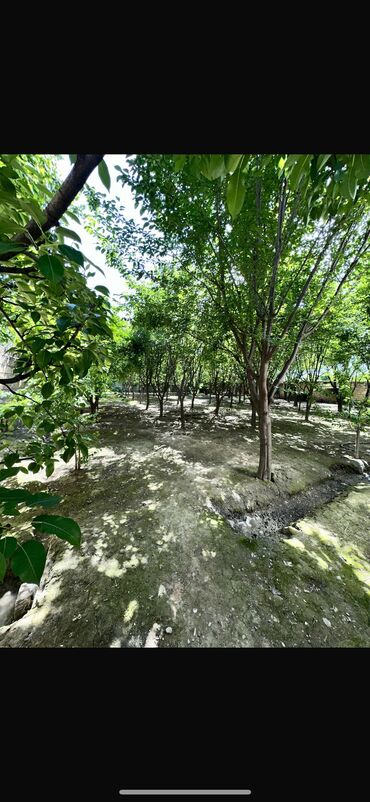 xacmaz torpaq: 6 sot, Tikinti, Mülkiyyətçi, Kupça (Çıxarış)