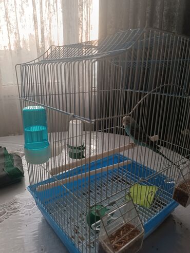 Продам волнистого попугая девочка голубого цвета меньше года с клеткой