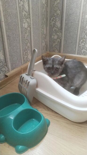 котёнка в добрые руки: Шотландская, Самка, В добрые руки, Самовывоз