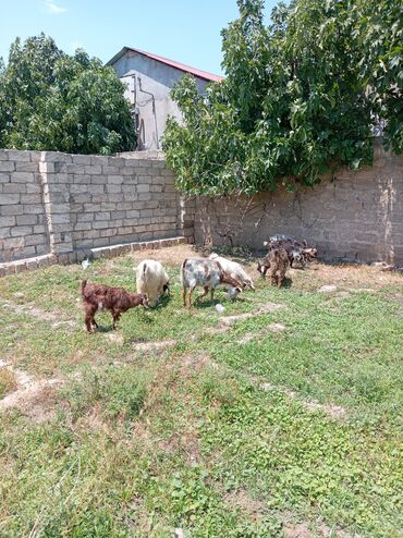 Inəklər, öküzlər: Erkək, Hələb, il: 1, 40 kq, Damazlıq, Südlük, Ətlik, Ödənişli çatdırılma