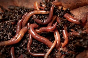 червей: Продаю черви калифорнийские!Производители биогумуса,биогумус отличное