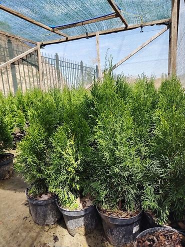 саженцы киви: Туя западная в горшках (саженцы для озеленения) 🔥 Последние 200 штук! — 2