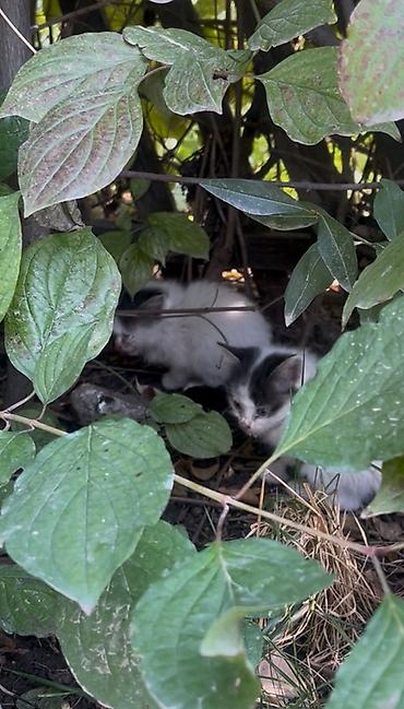 Находка и пропажа кошек: Во дворе нашего дома бездомная кошка родила котят (их 4) . Самой кошки — 2