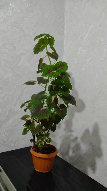 Другие комнатные растения: Продаю цветы — 18