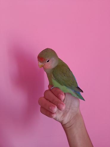 sultan tutuquşusu: “Lovebird” nerazluçnik tutuquşusu Ruçnoy quşdur əldə oturur baladır — 3
