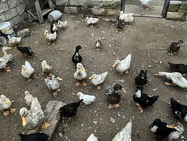 it satisi gence: Satış: ördək sürüsü Məhsul təsviri: - Həyət şəraitində bəslənən — 1