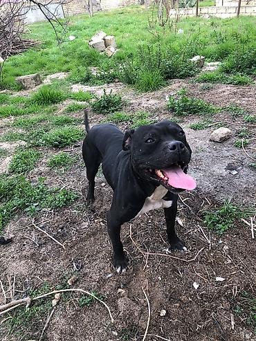 it adlari oglan: Pitbul, Erkək — 5