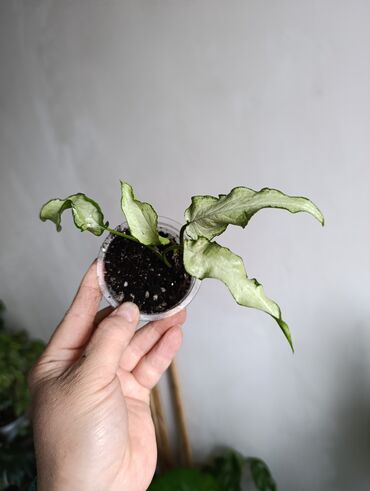 Эпипремнумы и сциндапсусы: Продаю. детки, черенки комнатных растений по 100 сом. Сциндапсус-пакет — 2