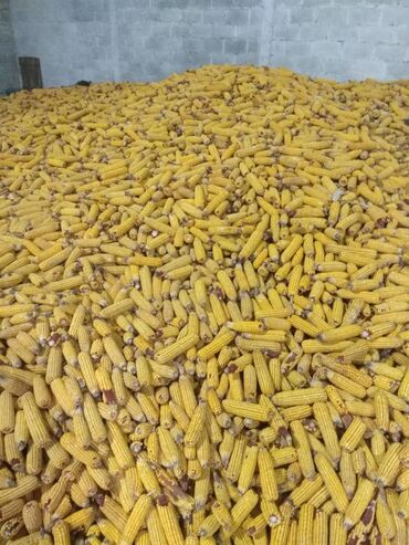 179 объявлений | lalafo.kg: Срочно Продаю Кукурузу в Качанах, сухая. Около 17- 18 тонн. Цена 20с