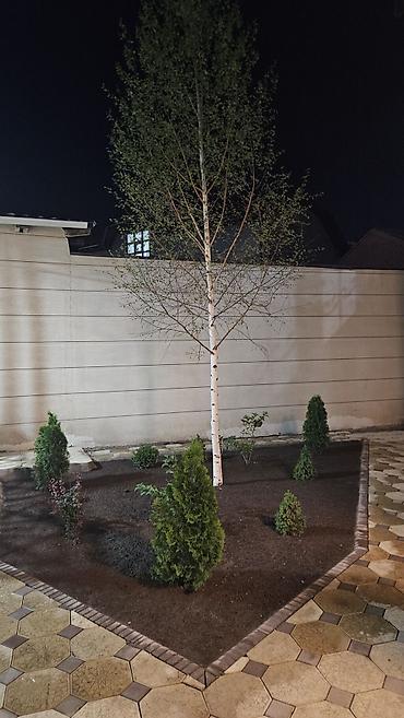 Берёза: Саженцы — 29