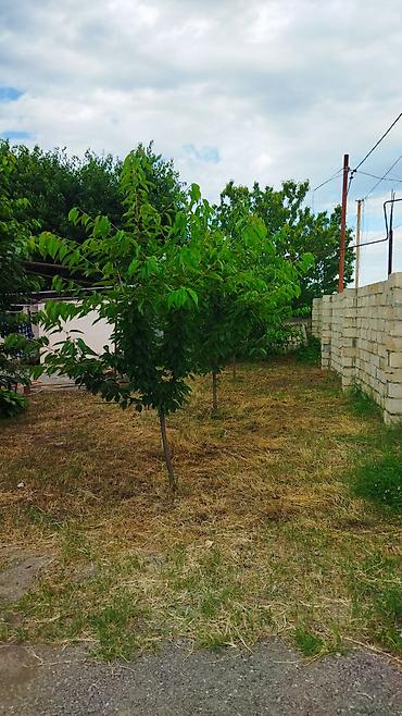 Həyət evləri və villaların satışı: Təcili satılır — 4