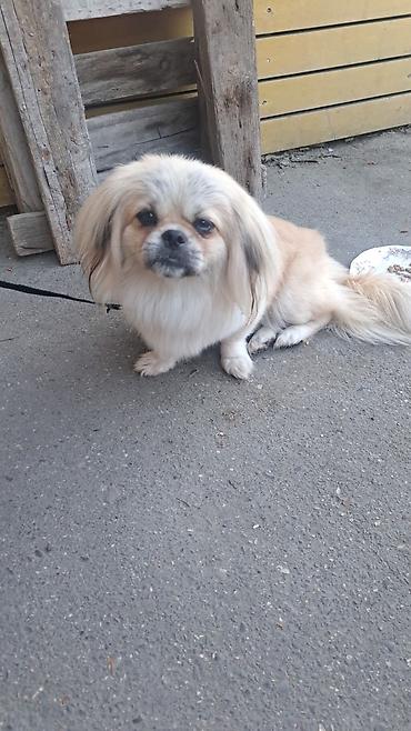 it balasi: Pekines, 10 ay, Dişi, Ünvandan götürmə — 1