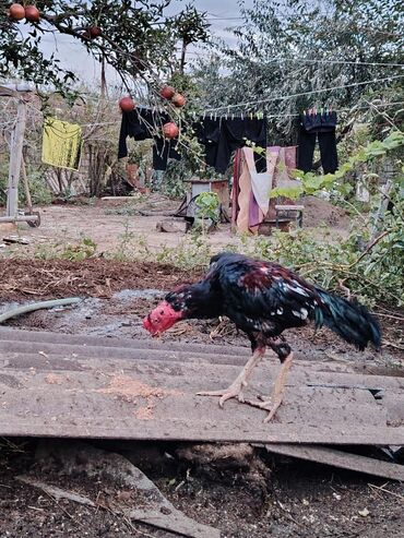 Digər quşlar: Yaş yarımlıq xoruzdu damazlıq dimdiyi əyridi amma problemi yoxdu əyri — 5