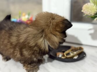 İtlər: Pekines, 2 ay, Dişi, Peyvəndli — 10