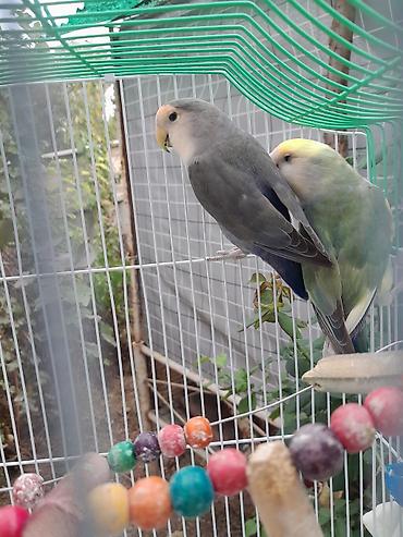 общитя: Пара неразлучников (Agapornis) в комплекте с клеткой и аксессуарами — 3