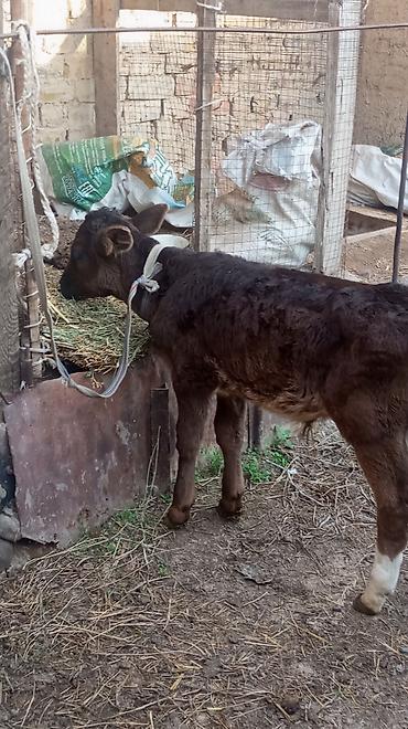 Коровы, быки: Продаю | Бык (самец), Тёлка — 11