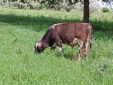 Коровы, быки: Продаю | Бык (самец) | На откорм — 6