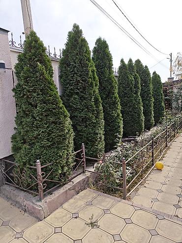 лесная красавица: Туя западная (Thuja occidentalis), форма — пирамидальная/колоновидная — 3