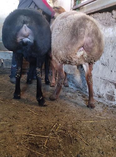 Баран, овца: Продаю | Баран (самец) | Для разведения | Племенные — 1